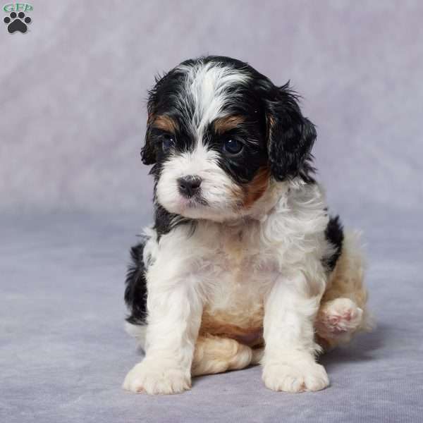 Maple, Cavapoo Puppy